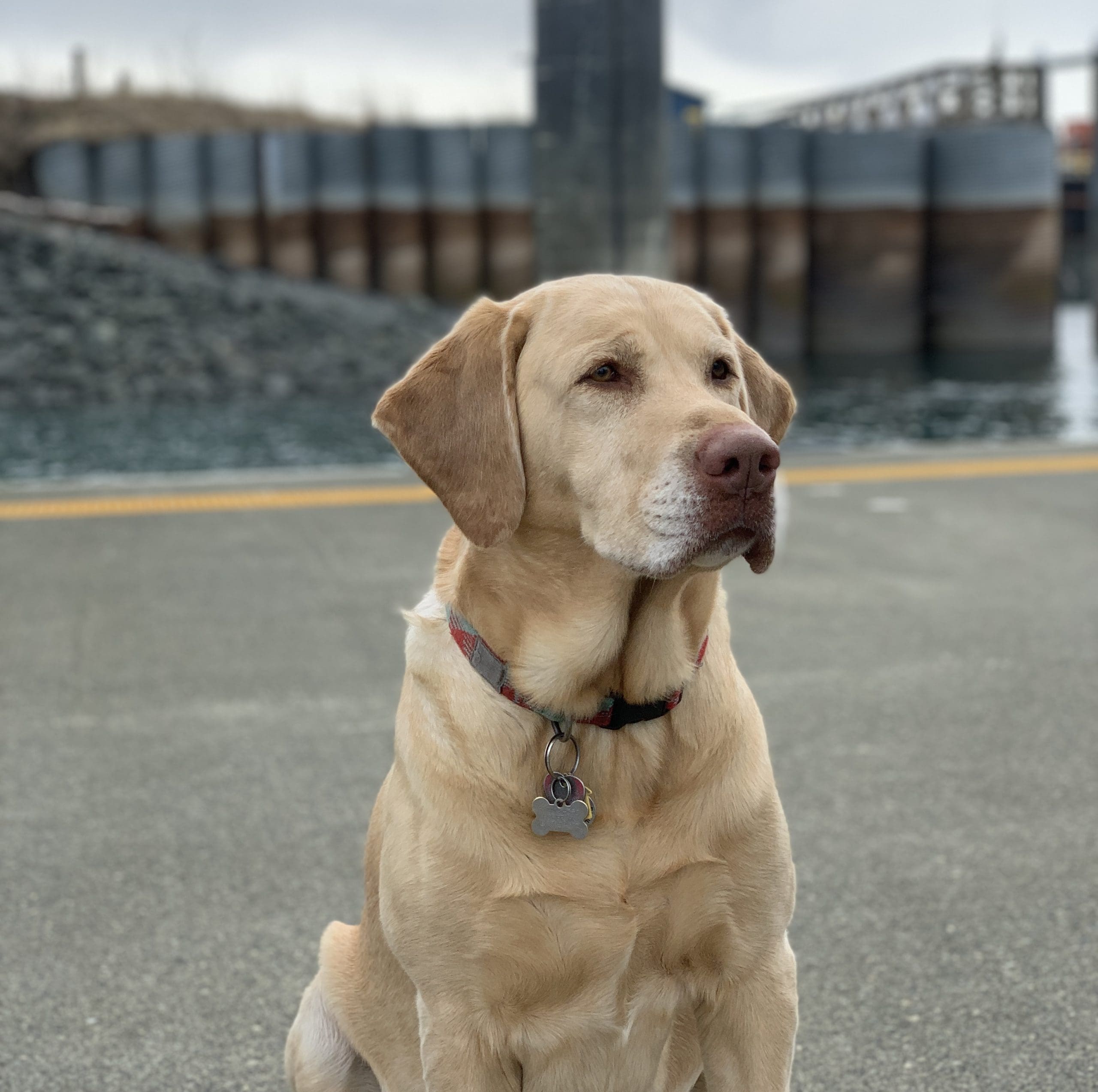 Picture of Bow Lambert